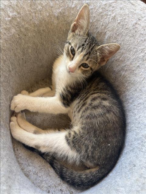 Shelter Stray Male Cat last seen , 957 N Gaffey St, San Pedro, CA 90731, USA