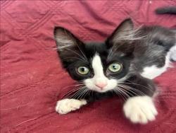 Shelter Stray Female Cat last seen , 957 N Gaffey St, San Pedro, CA 90731, USA