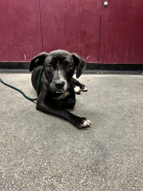 Shelter Stray Male Dog last seen , 11258 Garfield Ave, Downey, CA 90242, USA