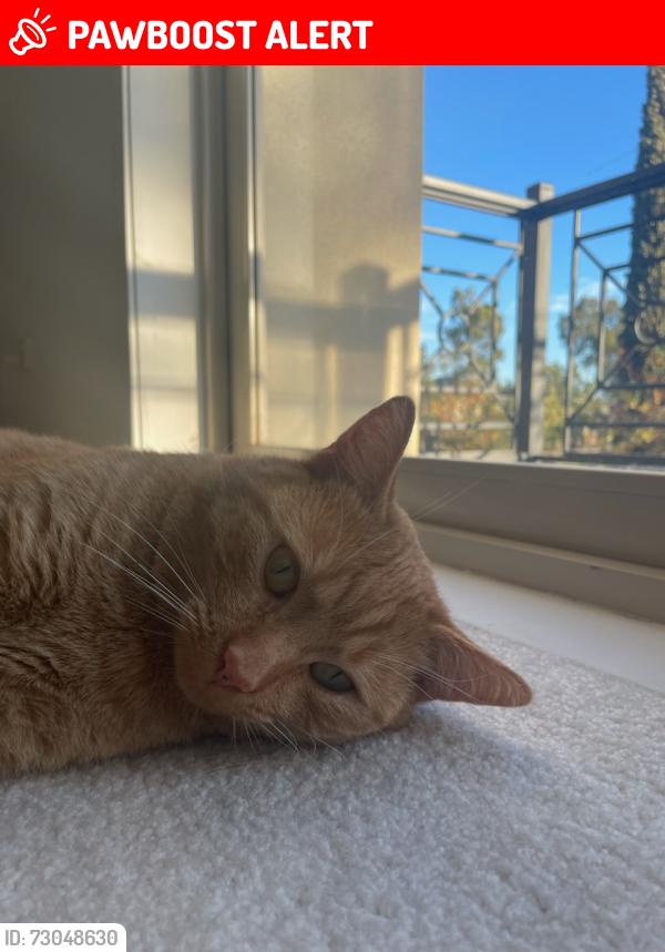 Lost Male Cat last seen Near saint Georges avenue, Caroline Springs, VIC 3023
