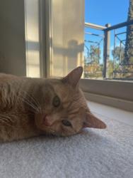 Lost Male Cat last seen Near saint Georges avenue, Caroline Springs, VIC 3023