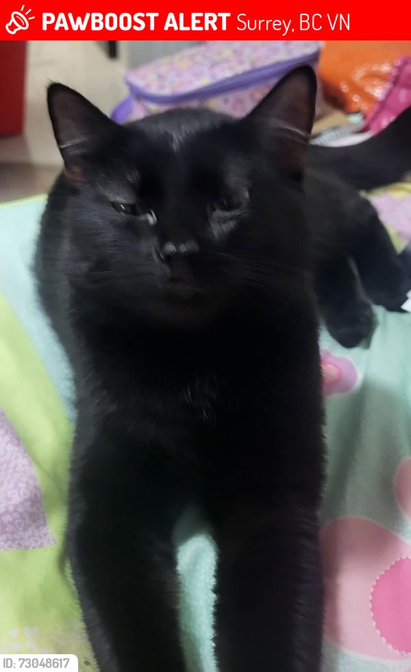 Lost Female Cat last seen 150/ 86 Ave surrey bc, Surrey, BC V4N