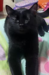 Lost Female Cat last seen 150/ 86 Ave surrey bc, Surrey, BC V4N