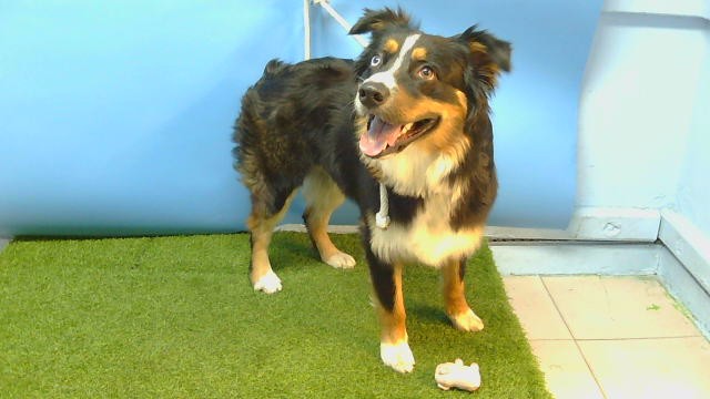 Shelter Stray Male Dog last seen , 216 W Victoria St, Gardena, CA 90248, USA