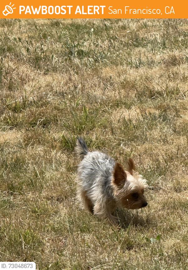 Found/Stray Male Dog last seen Crocker Amazon, San Francisco, CA 94014