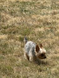 Found/Stray Male Dog last seen Crocker Amazon, San Francisco, CA 94014
