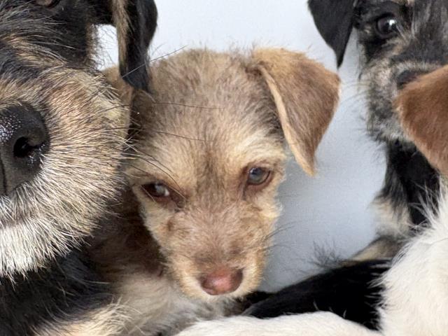 Shelter Stray Female Dog last seen Near BLOCK WITHERS RD, PERRIS, CA, 6851 Van Buren Boulevard, Jurupa Valley, CA 92509, USA
