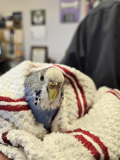 Shelter Stray Female Bird last seen Near BLOCK W WESLEY AVE., 1241 W Bayaud Ave, Denver, CO 80223, USA
