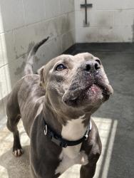 Shelter Stray Female Dog last seen , 3201 Lacy St, Los Angeles, CA 90031, USA