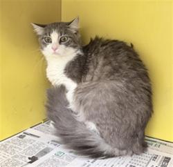Shelter Stray Female Cat last seen , 3201 Lacy St, Los Angeles, CA 90031, USA