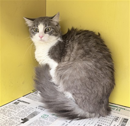 Shelter Stray Female Cat last seen , 3201 Lacy St, Los Angeles, CA 90031, USA