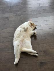Lost Female Cat last seen Milos And Bathurst , Richmond Hill, ON L4E 0M2