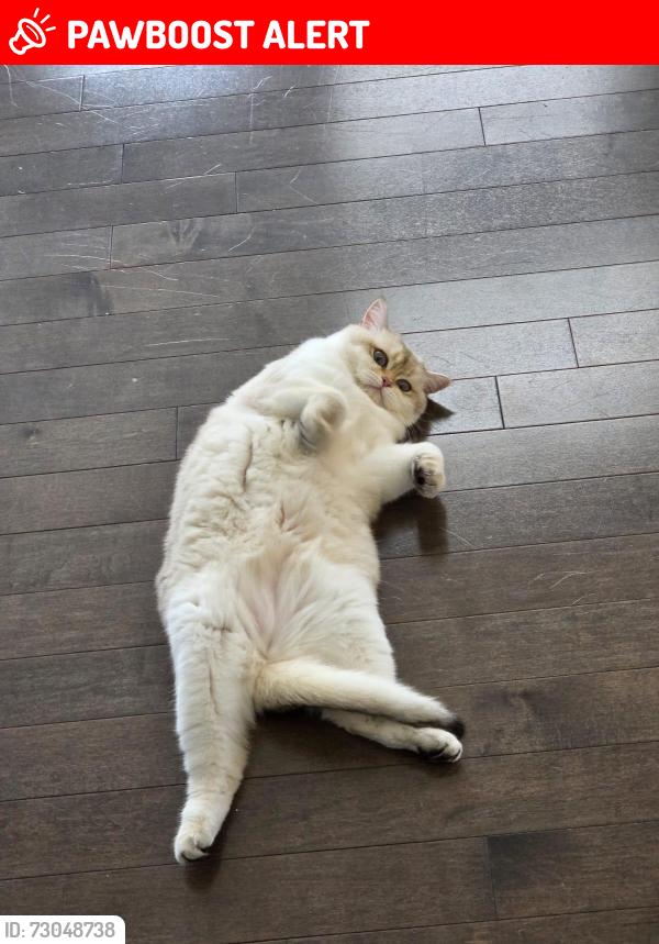 Lost Female Cat last seen Milos And Bathurst , Richmond Hill, ON L4E 0M2