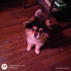 Found/Stray Male Dog last seen highway 150, Bessemer, AL 35020
