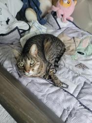 Reunited Male Cat last seen Shoal Creek Drive and beech bottom road, Laurel, MD 20724