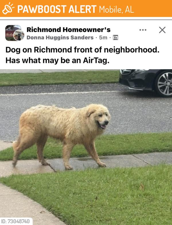 Found/Stray Unknown Dog last seen At the front of Richmond Subdivision, Mobile, AL 36695