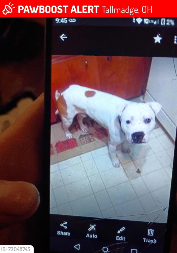 Lost Male Dog last seen North Thomas road, Tallmadge, OH 44278