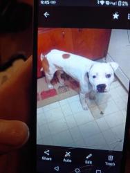 Lost Male Dog last seen North Thomas road, Tallmadge, OH 44278