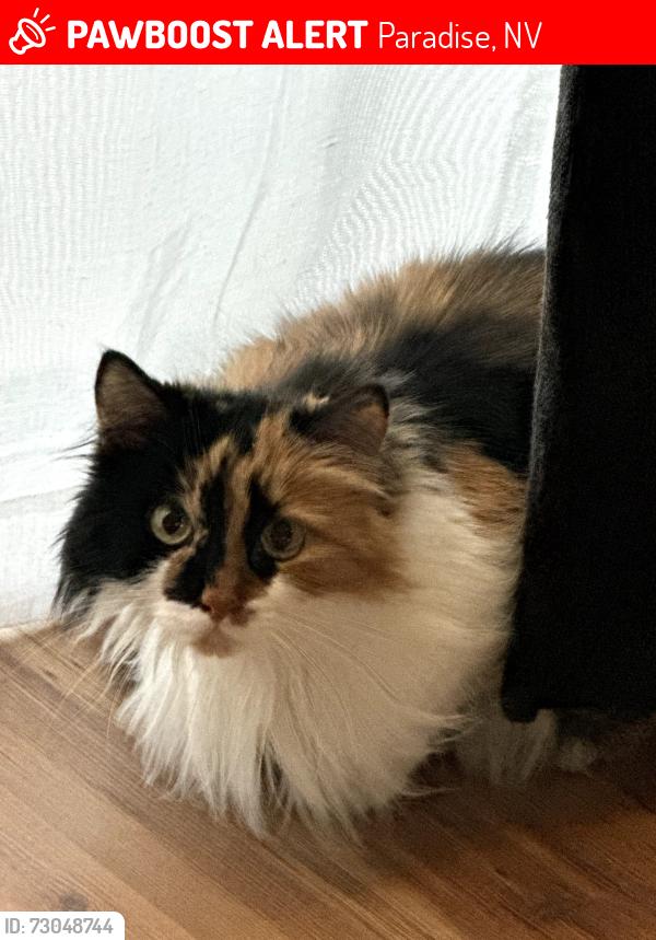 Lost Female Cat last seen Spencer, Paradise, NV 89123