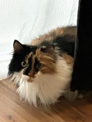 Lost Female Cat last seen Spencer, Paradise, NV 89123