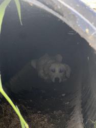 Found/Stray Unknown Dog last seen Emory Folmar Blvd, Montgomery, AL 36110