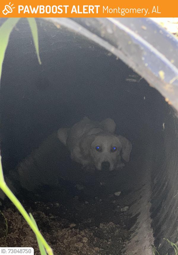 Found/Stray Unknown Dog last seen Emory Folmar Blvd, Montgomery, AL 36110