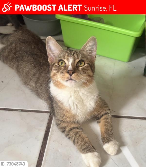 Lost Female Cat last seen Sunset Strip, Sunrise, FL 33313