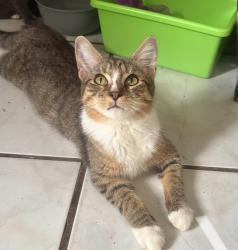 Lost Female Cat last seen Sunset Strip, Sunrise, FL 33313