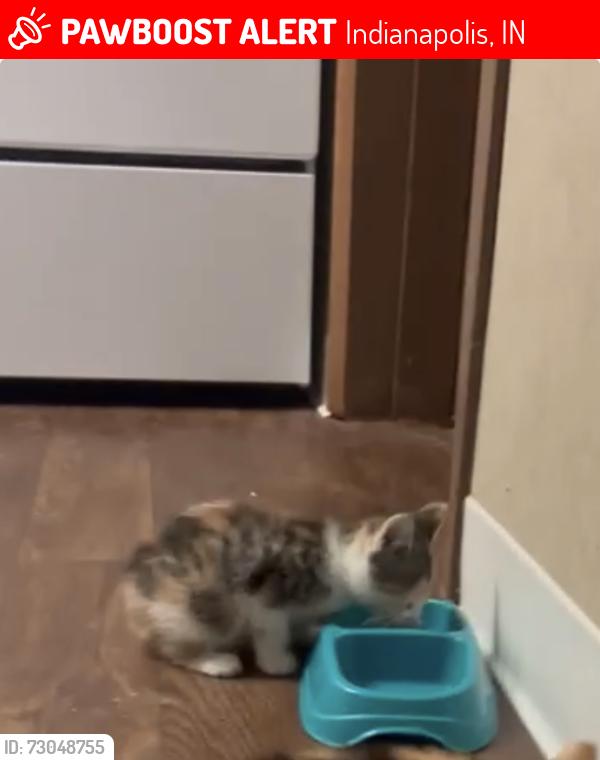 Lost Female Cat last seen 56th Georgetown road. Cambridge commons apmts, Indianapolis, IN 46254