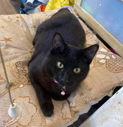 Lost Male Cat last seen near the acton area by morrisons daily, Wrexham Principal Area, Wales LL12 7NP