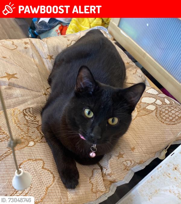 Lost Male Cat last seen near the acton area by morrisons daily, Wrexham Principal Area, Wales LL12 7NP