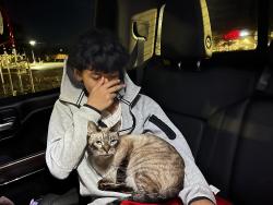 Lost Male Cat last seen Agave bend, Old Culebra, San Antonio, TX 78253