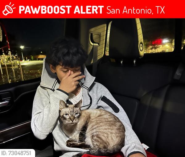 Lost Male Cat last seen Agave bend, Old Culebra, San Antonio, TX 78253