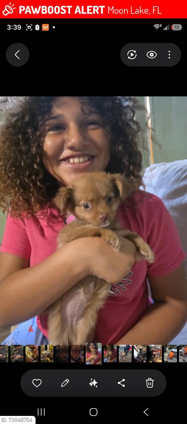 Lost Female Dog last seen Lantana ave, Moon Lake, FL 34654