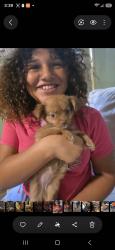 Lost Female Dog last seen Lantana ave, Moon Lake, FL 34654