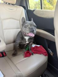Found/Stray Female Dog last seen Pacheco rd  , Bakersfield, CA 93304