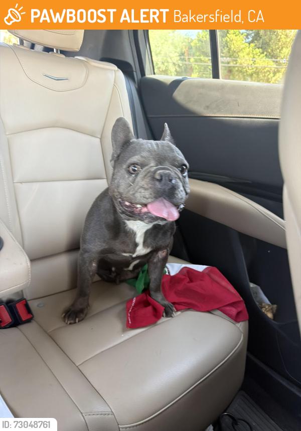 Found/Stray Female Dog last seen Pacheco rd  , Bakersfield, CA 93304