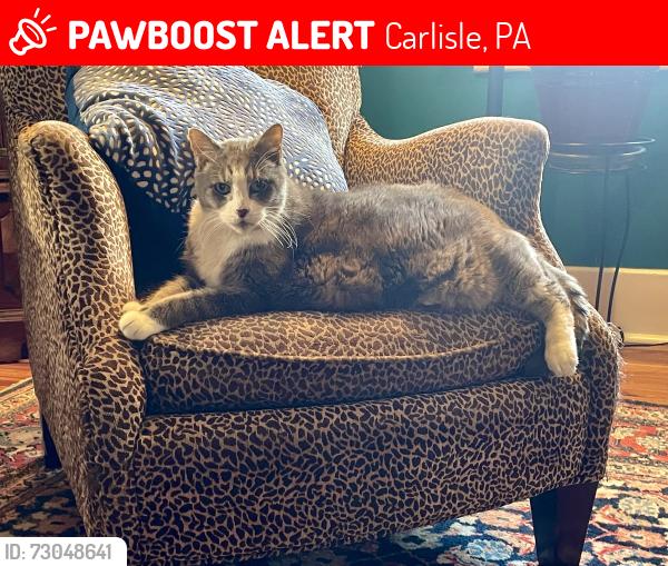 Lost Male Cat last seen Walnut Street, Saidis Avenue, West Baltimore Street, Carlisle, PA 17013