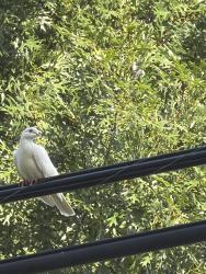Lost Unknown Bird last seen Near Golfing Green , Farmers Branch, TX 75234