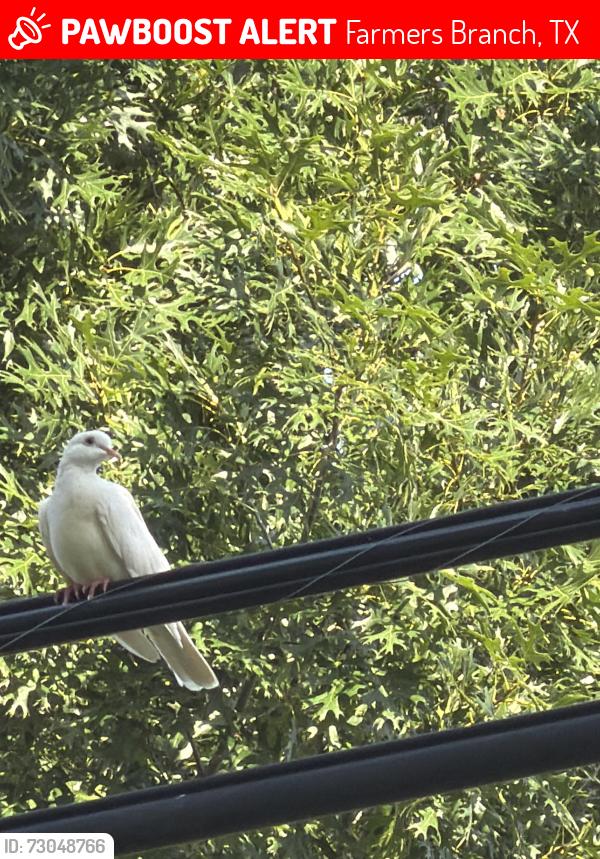 Lost Unknown Bird last seen Near Golfing Green , Farmers Branch, TX 75234