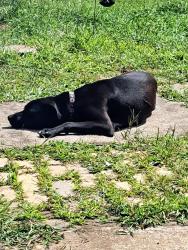 Lost Male Dog last seen Near McCracken road, Armagh, PA 15920