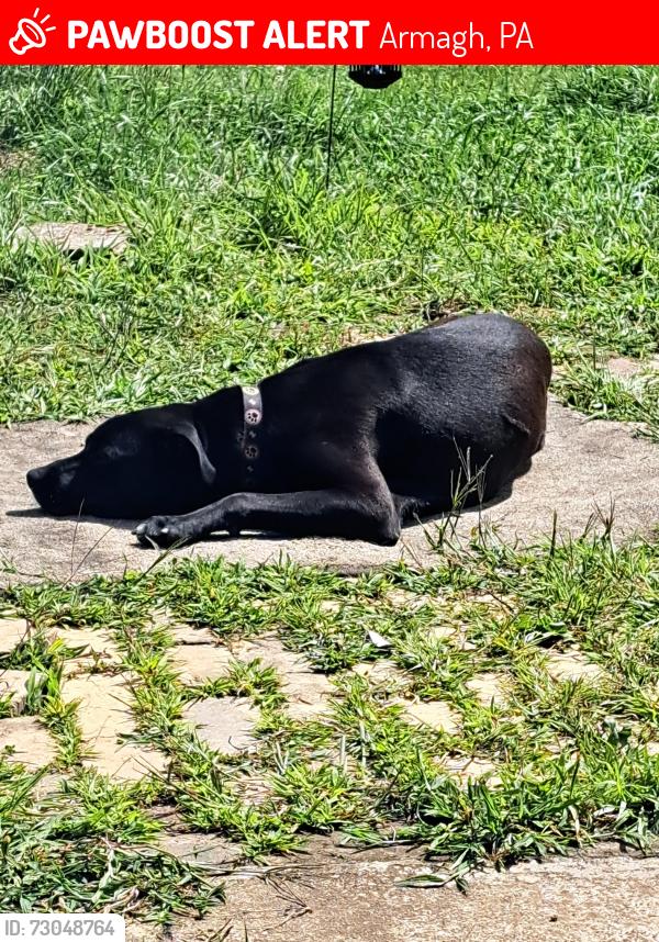 Lost Male Dog last seen Near McCracken road, Armagh, PA 15920