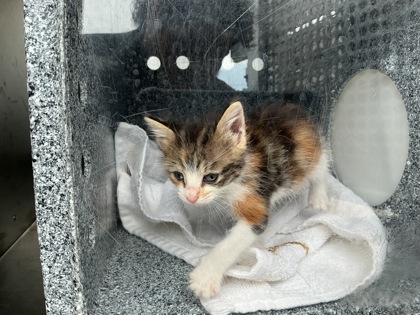 Shelter Stray Unknown Cat last seen Violet cir., 75150, TX, 1650 Gross Rd, Mesquite, TX 75149, USA