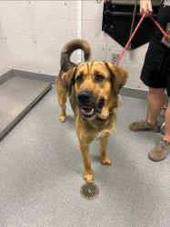 Shelter Stray Male Dog last seen Near Indiana Ave, Pigeon Forge PD, TN, 1008 Old Knoxville Hwy, Sevierville, TN 37862, USA