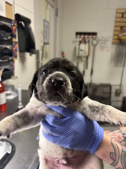 Shelter Stray Male Dog last seen Acradia Dr, Knox County GP, TN, 3201 Division St, Knoxville, TN 37919, USA