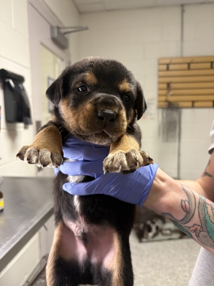 Shelter Stray Male Dog last seen Acradia Dr, Knox County GP, TN, 3201 Division St, Knoxville, TN 37919, USA