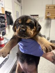 Shelter Stray Female Dog last seen Acradia Dr, Knox County GP, TN, 3201 Division St, Knoxville, TN 37919, USA