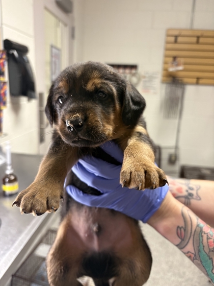 Shelter Stray Male Dog last seen Acradia Dr, Knox County GP, TN, 3201 Division St, Knoxville, TN 37919, USA