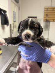 Shelter Stray Male Dog last seen Acradia Dr, Knox County GP, TN, 3201 Division St, Knoxville, TN 37919, USA