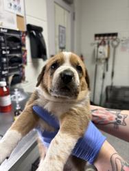 Shelter Stray Male Dog last seen Acradia Dr, Knox County GP, TN, 3201 Division St, Knoxville, TN 37919, USA